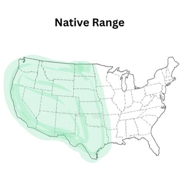 Western Pollinator Seed Mixture (Native Mix Western U.S)
